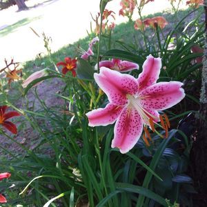 Meet your Posher, Patsy